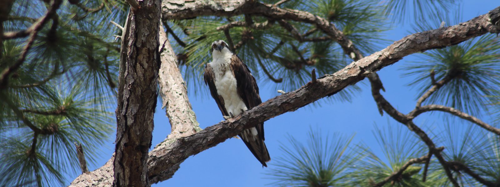 An osprey perched on a pine branch
