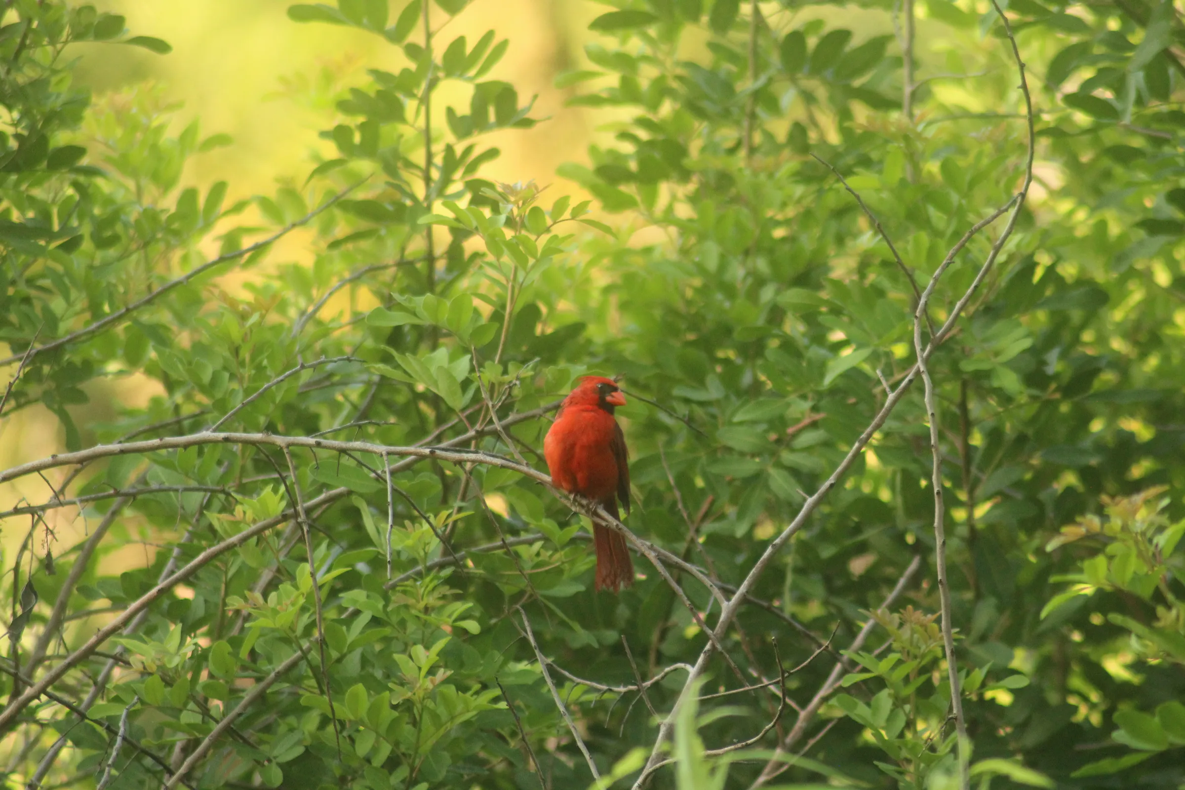 Male Northern Cardinal sitting on a branch surrounded by green leaves