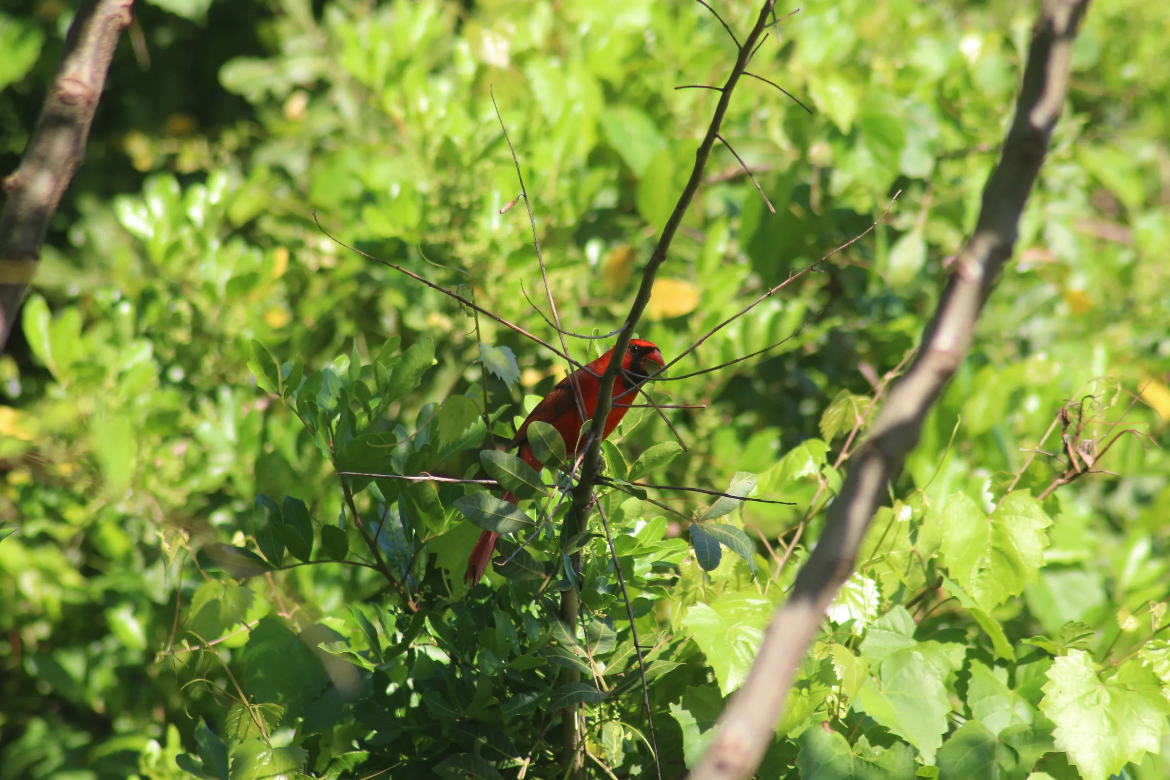 Male Northern Cardinal slightly hidden behind a branch surrounded by leaves with a leaf in his mouth.