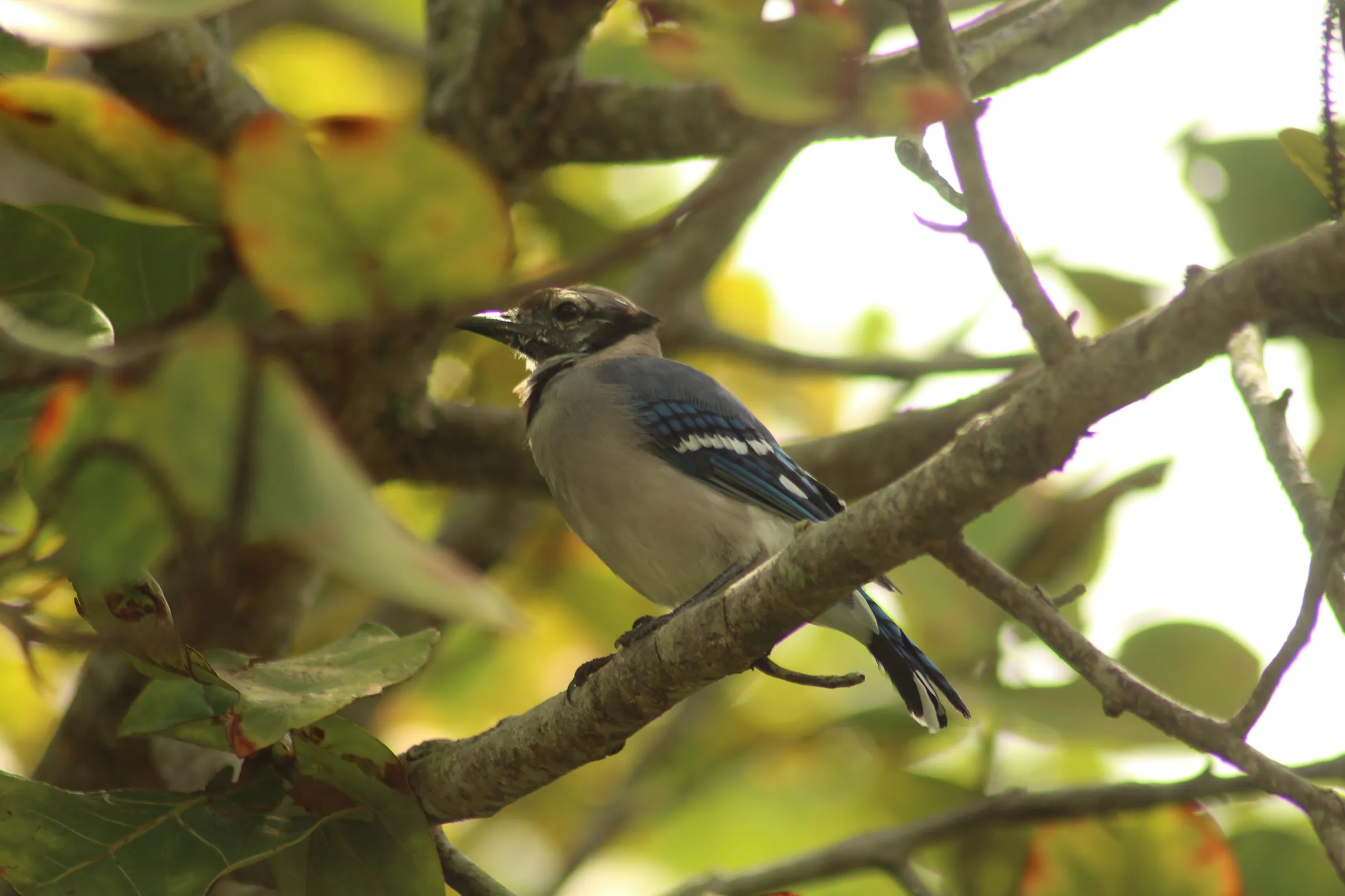 Blue Jay with molted head sitting on a branch surrounded by green leaves