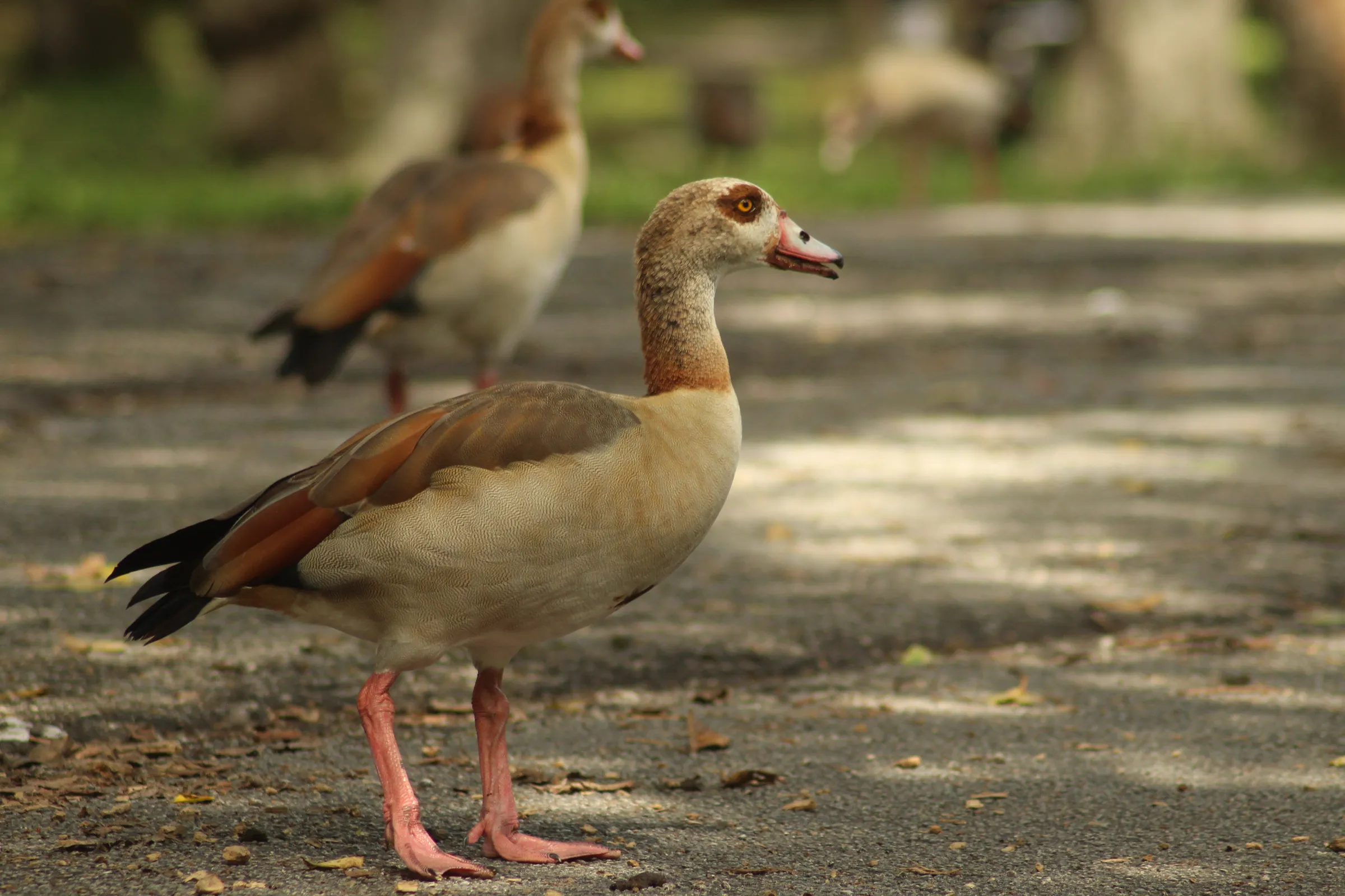 Egyptian Goose on asphalt with an out of focus Egyptian Goose in the background