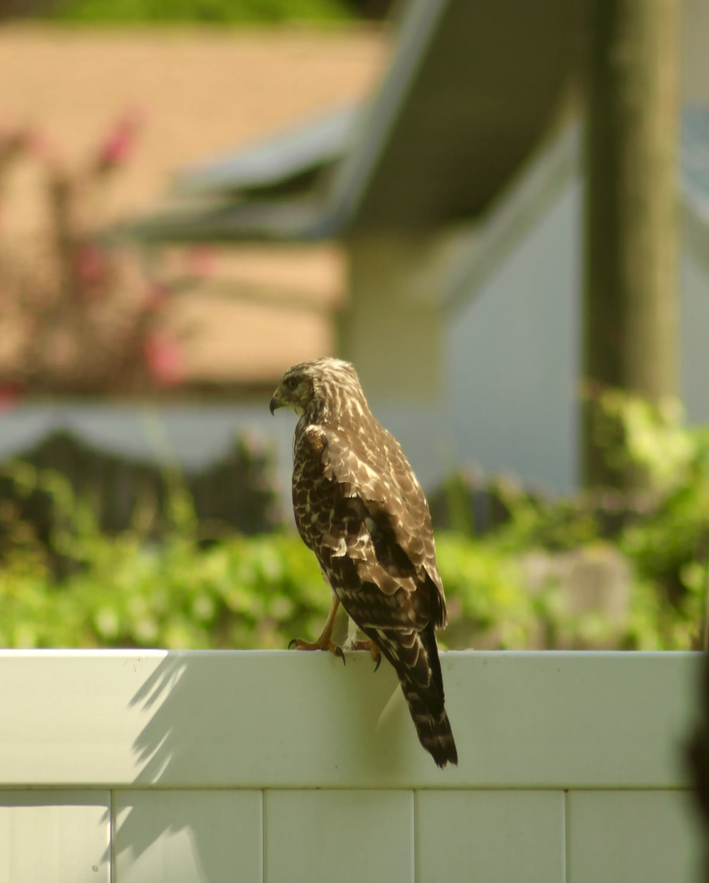 Red-shouldered Hawk perched on a white fence with a blurry background