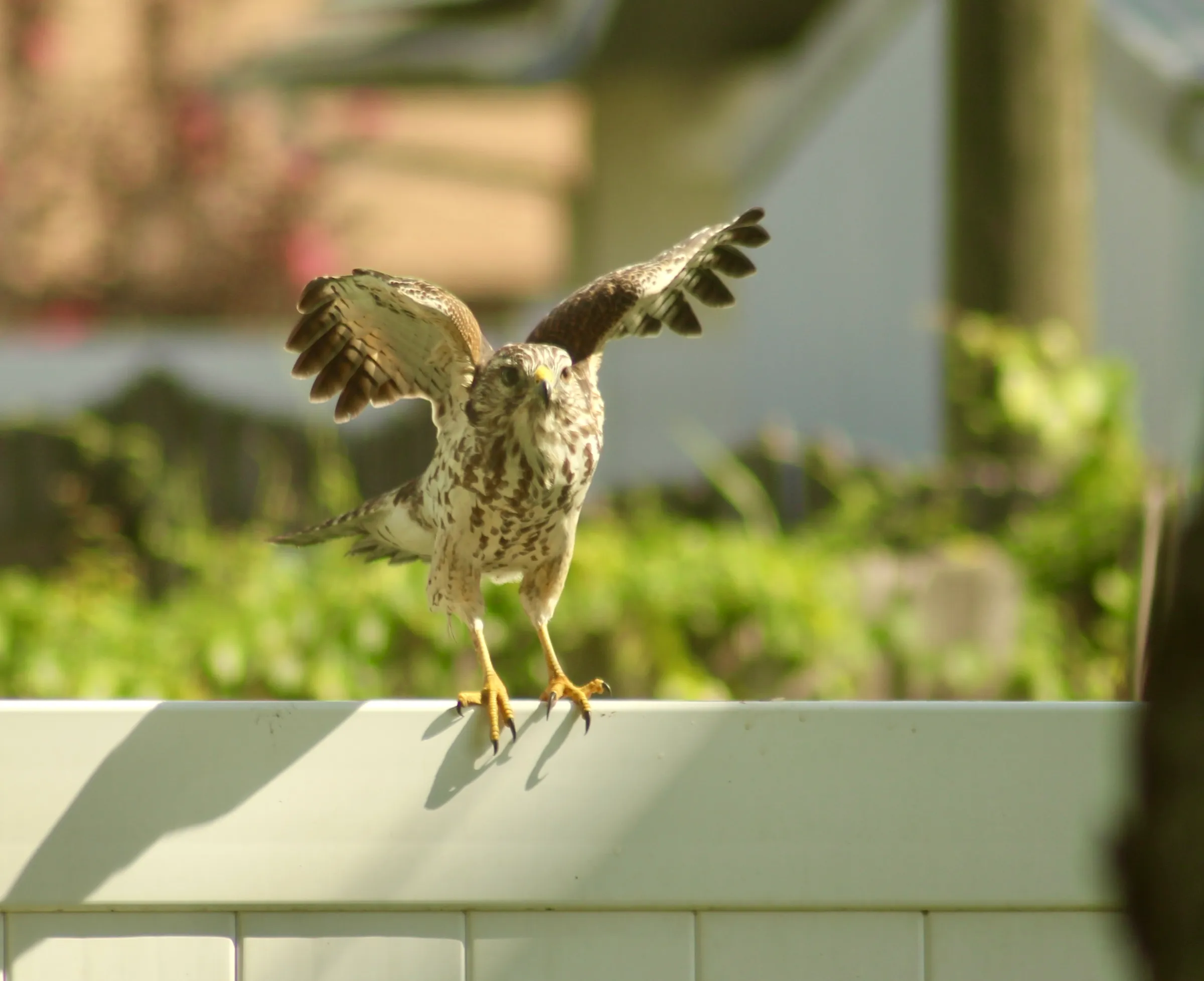 Red-shouldered Hawk perched on a white fence, it's wings are raised and ready for flight with a blurry background