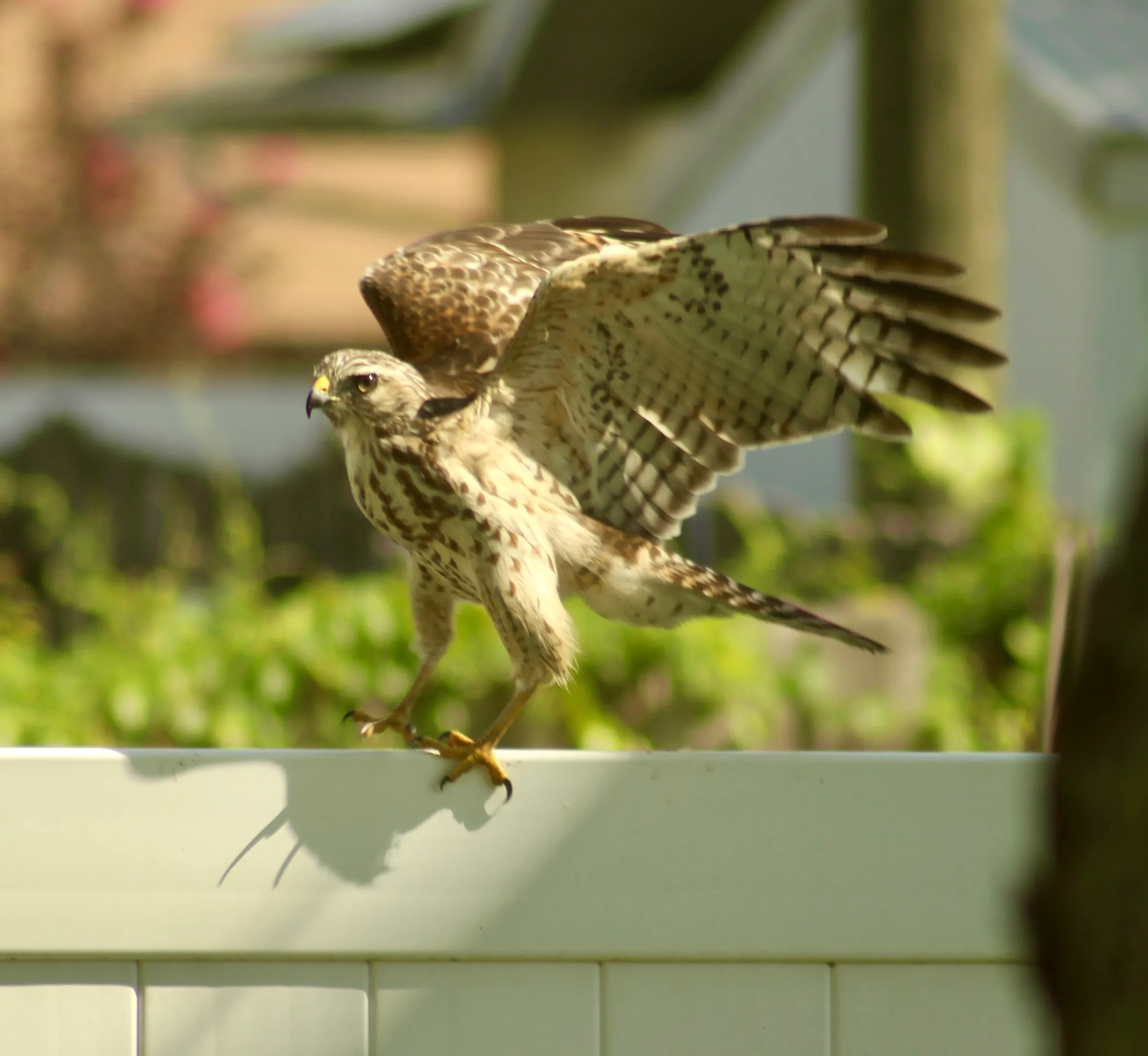 Red-shouldered Hawk perched sideways on a white fence, it's wings are raised and ready for flight with a blurry background